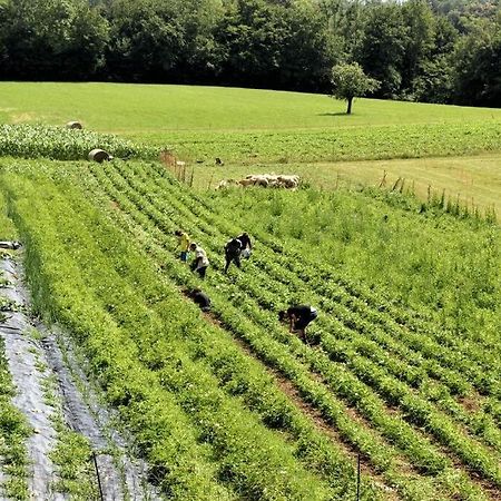 Double Bedroom, Kitchen, Bathroom In Organic Farm Belluno Exterior foto