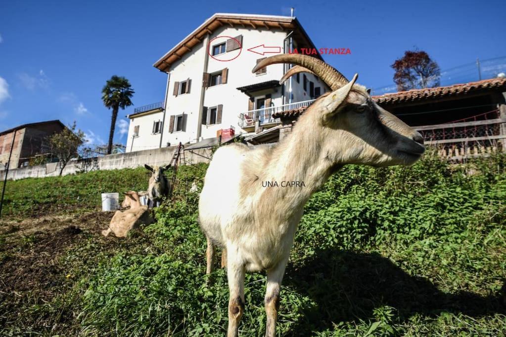 Double Bedroom, Kitchen, Bathroom In Organic Farm Belluno Exterior foto